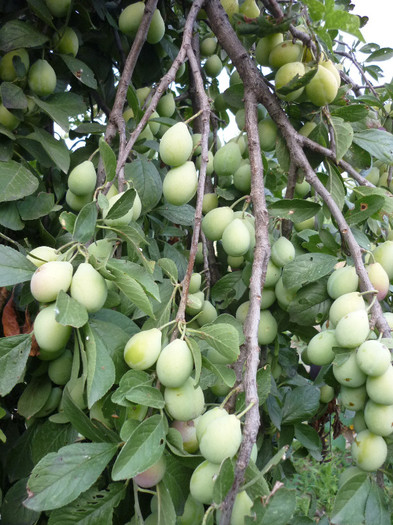 P1020478 - 3-Pomi fructiferi