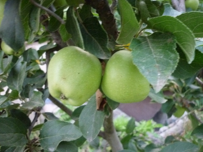 P1020480 - 3-Pomi fructiferi