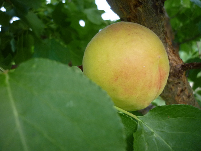 P1020481 - 3-Pomi fructiferi