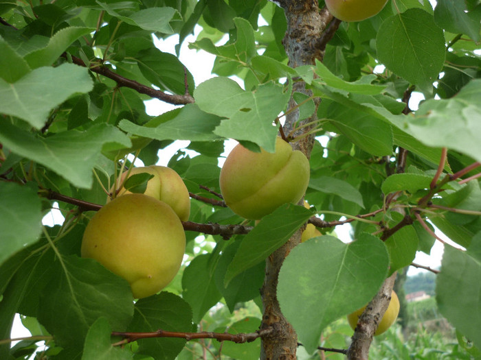 P1020482 - 3-Pomi fructiferi