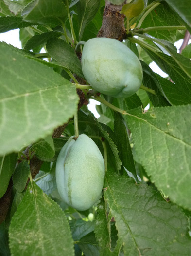 P1020483 - 3-Pomi fructiferi