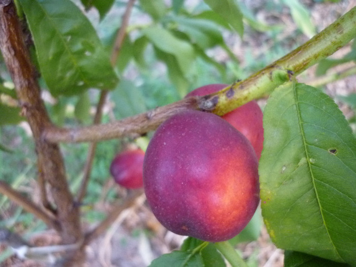 P1020485 - 3-Pomi fructiferi