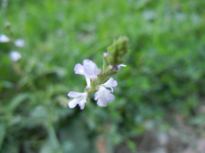 Verbena officinalis (2012, July 02) - Verbena officinalis_Vervain