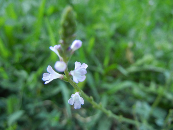 Verbena officinalis (2012, July 02)