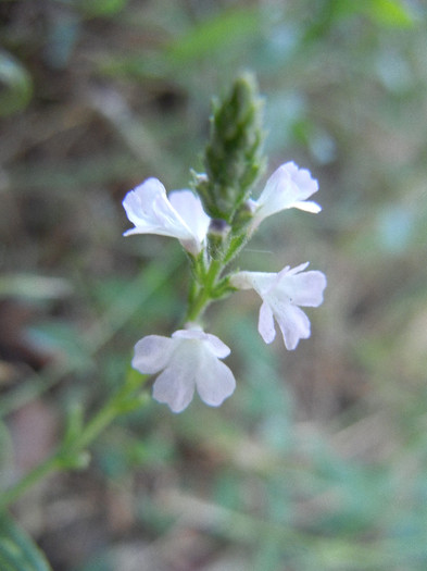 Common Vervain (2012, July 03) - Verbena officinalis_Vervain