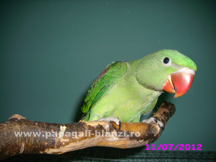 papagal Marele Alexander - vand papagali - Timisoara