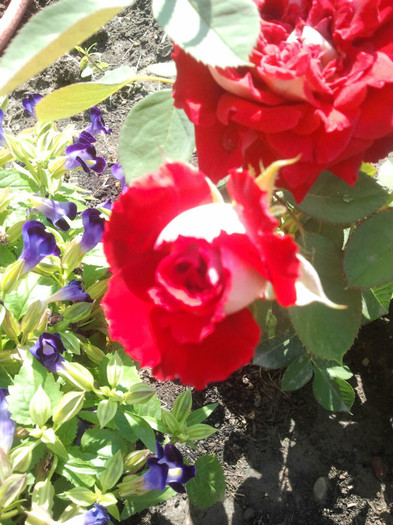 2012-07-09 10.58.00 - evolutia trandafirilor 4garden