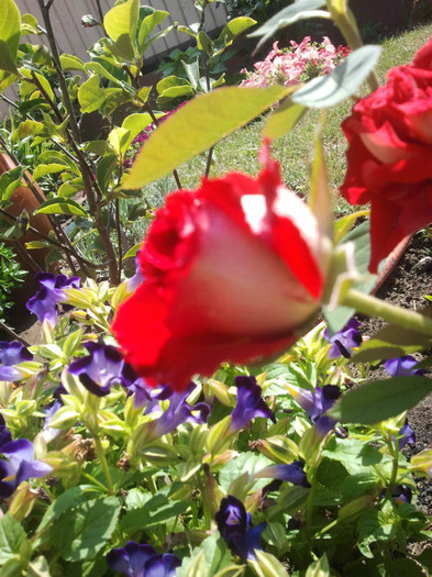 2012-07-09 10.58.15 - evolutia trandafirilor 4garden