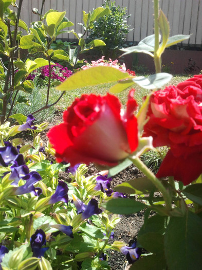 2012-07-09 10.58.26 - evolutia trandafirilor 4garden