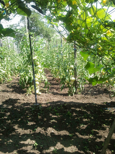 2012-07-10 11.20.49 - gradina de legume_evolutie plante