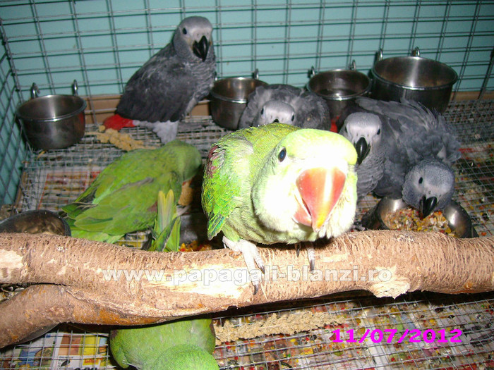 papagali Jako si Marele Alexander - papagali blanzi Jako African Grey - Timisoara