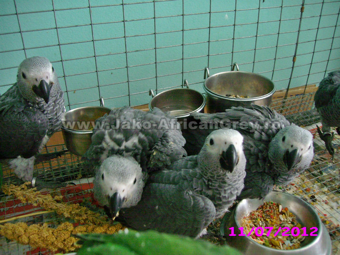 papagal jako african grey - papagali blanzi - Timisoara