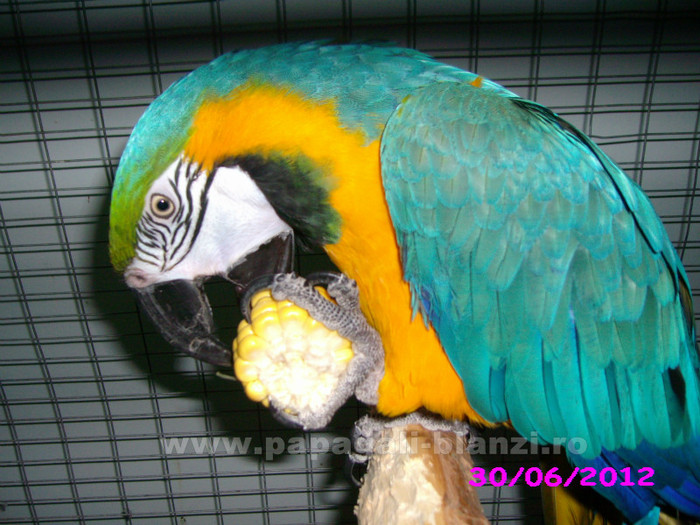 papagal Ara Ararauna - papagali blanzi - Timisoara