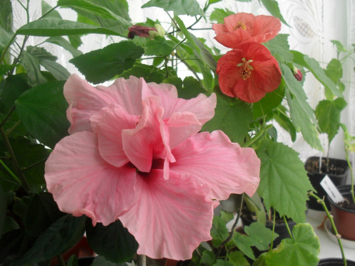 Hibiscus roz si abutilon rosu-corai