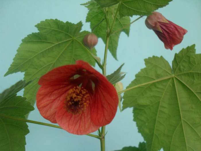 Abutilon caramiziu - ABUTILONI 2011-2012