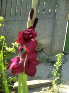 77617364_TBUQBZJ - Gladiole 2012