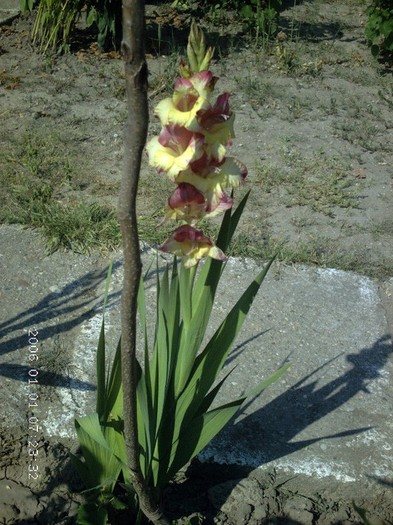 77617382_JSOKFJO - Gladiole 2012