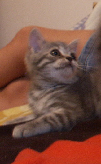 British shorthair; baietel 7 saptamani
