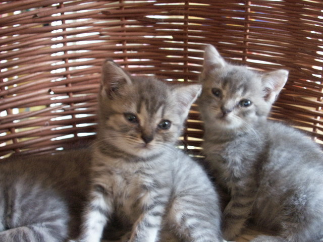 British shorthair; fetita si baiat 6 saptamani
