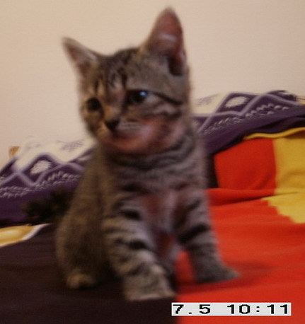 British shorthair - Pisici British Shortair