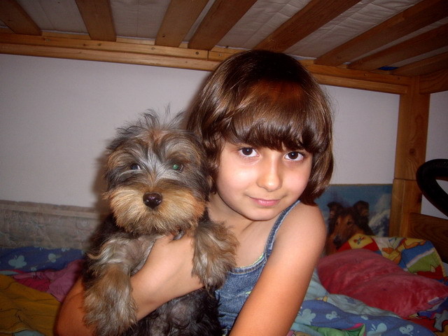 yorkshire - Yorkshire terrier