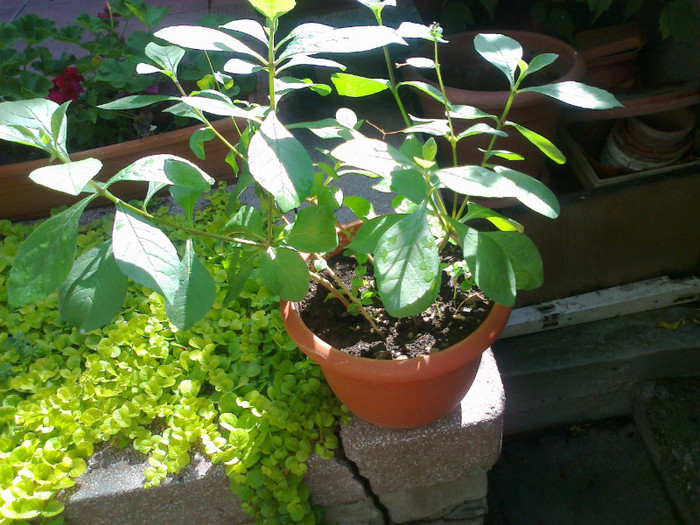 Fotografie1140 - clerodendron ugandese