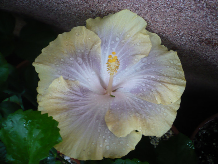 P1150635 - HIBISCUSI 2012-2