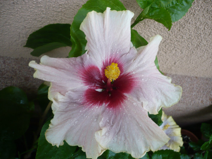 P1150638 - HIBISCUSI 2012-2