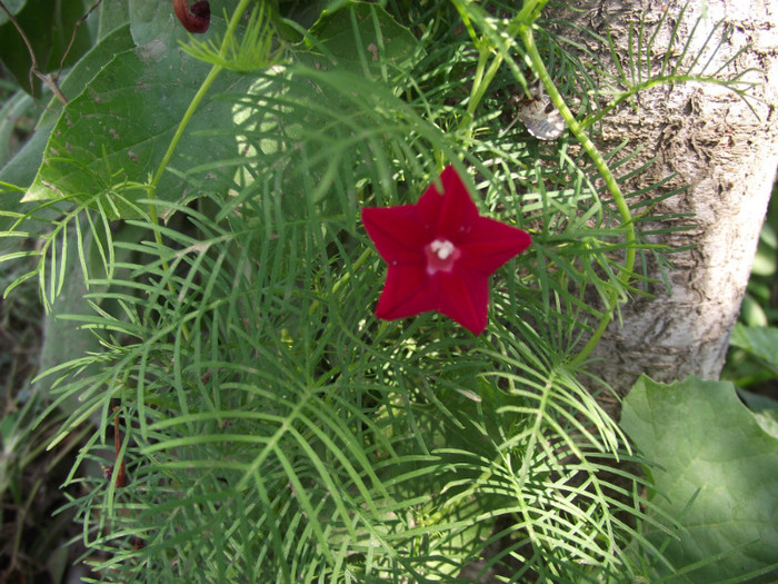 DSCF7945 - c-vara
