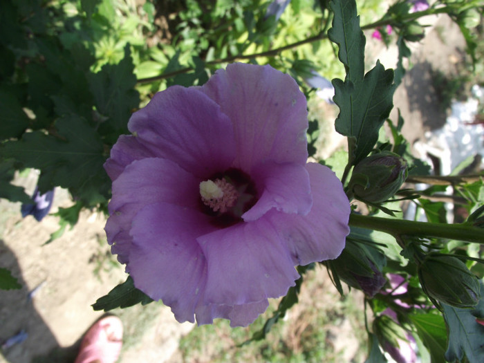 hibiscus de gradina - c-vara