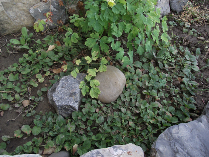 DSCF7955 - c-vara