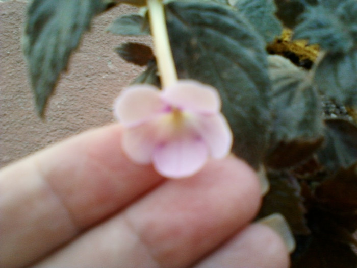 achi peach blossom ?
