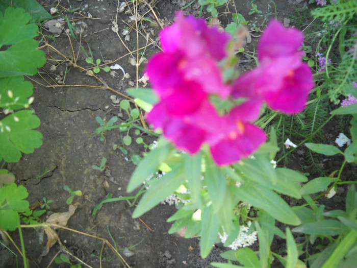 DSCN4082 - 15 flori de iulie 2012