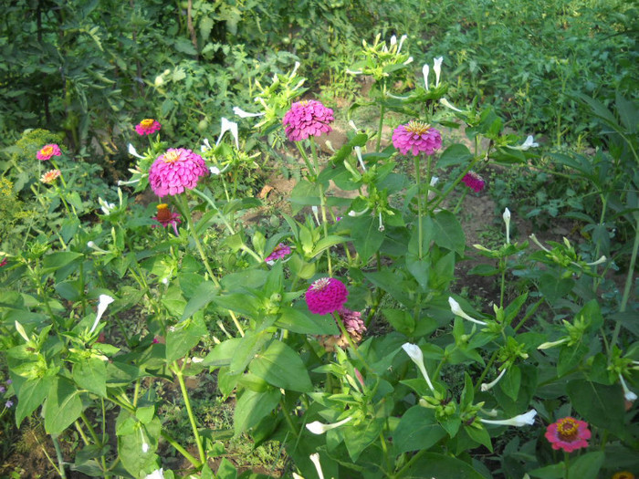 DSCN4190 - 15 flori de iulie 2012