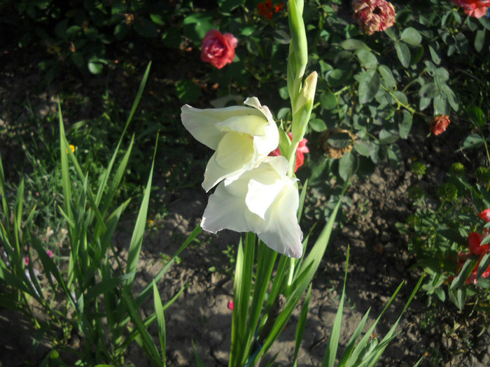 DSCN4169 - 19 gladiole 2012