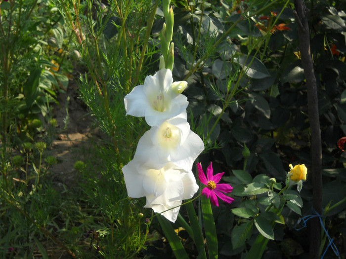 DSCN4180 - 19 gladiole 2012