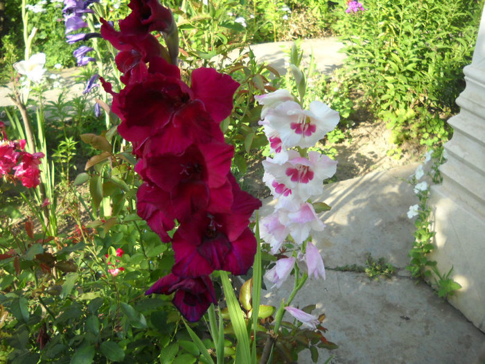 DSCN4166 - 19 gladiole 2012