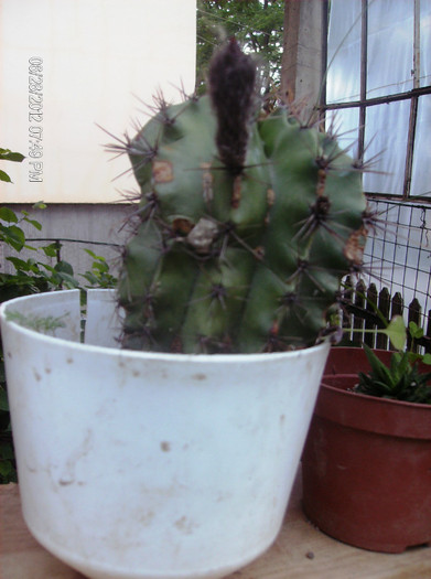 iulie 2012 004 - cactusi 2012