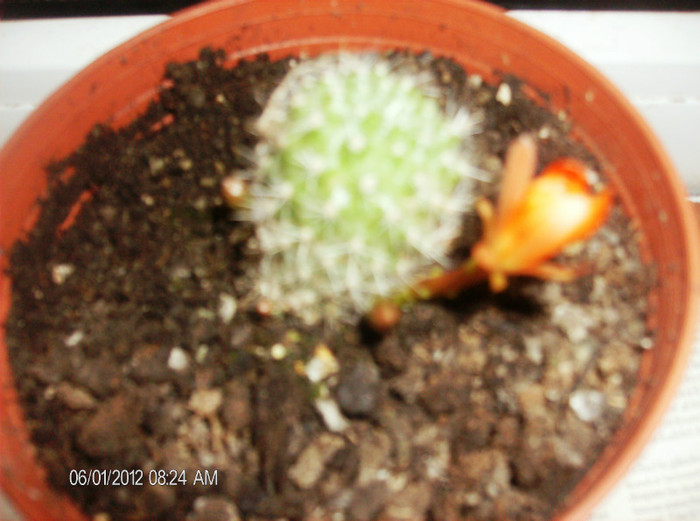 floriiunie 2012 005 - cactusi 2012