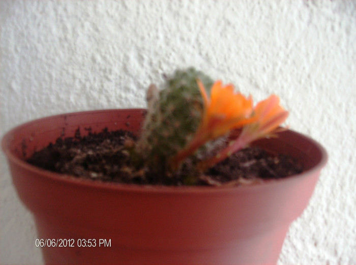 floriiunie 2012 031 - cactusi 2012