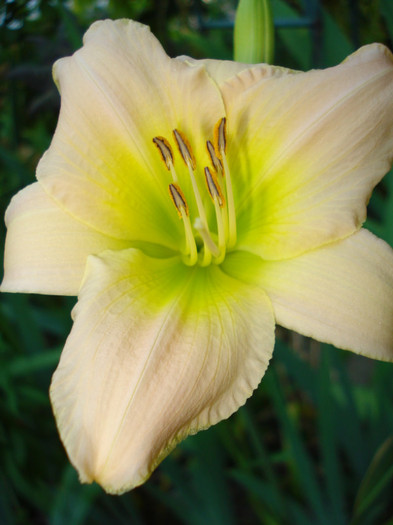 11. "Catherine Woodberry" - HEMEROCALLIS