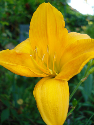 3. "Banbury Cinnamon" - HEMEROCALLIS