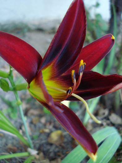 39. "King of Hearts" - HEMEROCALLIS