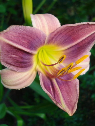 2a. "Blue Eyes" - HEMEROCALLIS