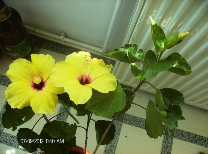 iulie 2012 031 - hibiscus 2012-1