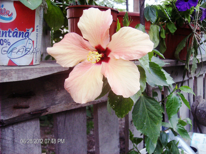 iulie 2012 002 - hibiscus 2012-1