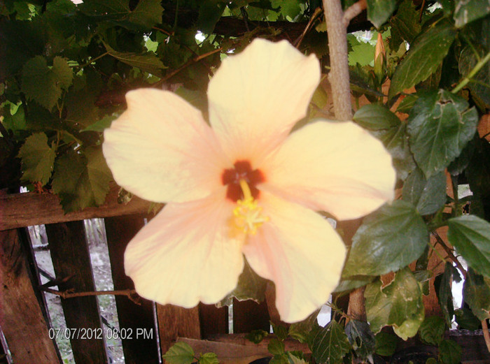 iulie 2012 019 - hibiscus 2012-1
