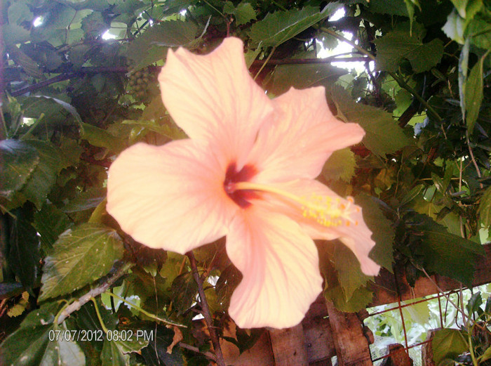 iulie 2012 020 - hibiscus 2012-1