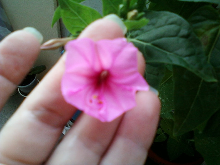 11 iulie 2012-flori 005 - mirabilis jalapa