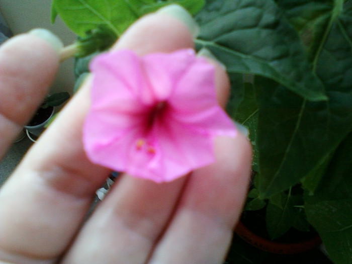 11 iulie 2012-flori 007 - mirabilis jalapa